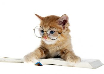 Les animaux peuvent-ils nous enseigner ?