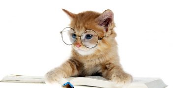 Les animaux peuvent-ils nous enseigner ?